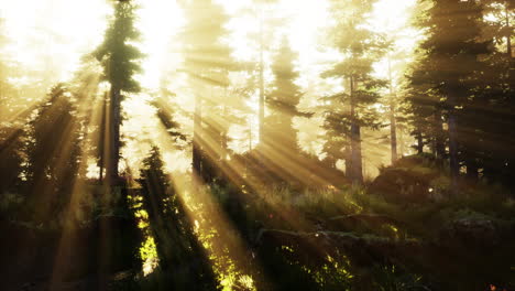 Wald-Aus-Buchen,-Beleuchtet-Von-Sonnenstrahlen-Durch-Nebel